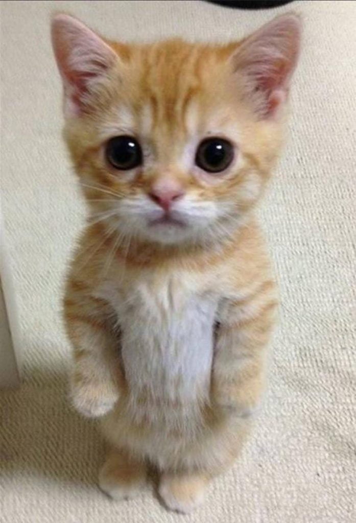kitten.jpg